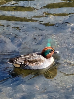 竜田川バードウォッチング　　出舞