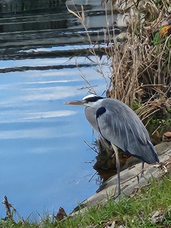 バードウオティング　12/9　出舞