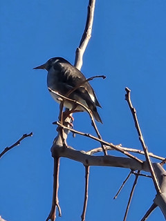 小春日和　　出舞