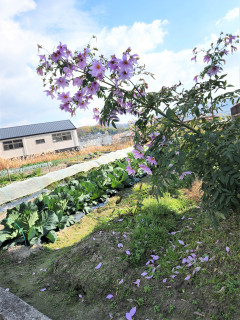 皇帝ダリア　　　出舞