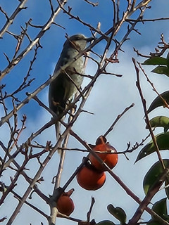 竜田川バードウオティング