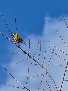竜田川バードウォッチング　　出舞