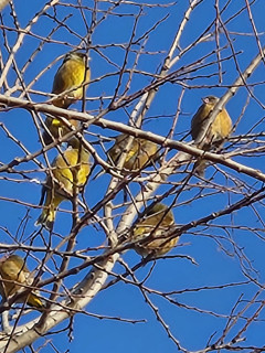 バードウォッチング　　カワラヒワ　　出舞