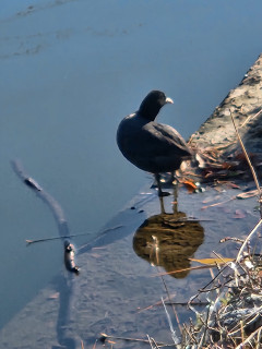 竜田川バードウオティング