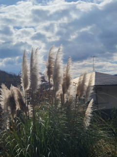 生駒山の麓を散策・バードウォッチング　出舞
