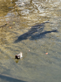 竜田川に怪魚現る　コガモ危うし　出舞