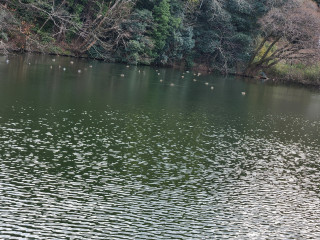 農業貯水池に渡り鳥が　　　出舞