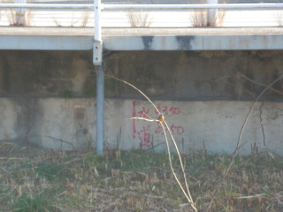 竜田川　カワセミ　　出舞