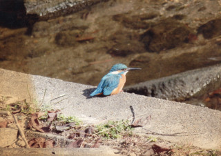 カワセミ　　　出舞