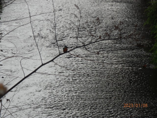 バードウオッチング　カワセミ　　　出舞