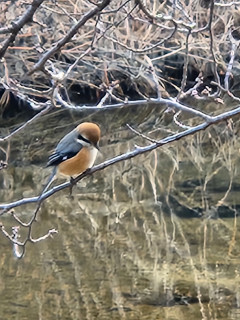 龍田川河岸のジョウビタキ　　出舞