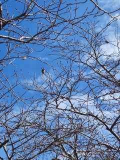 竜田川バードウォッチング    エナガ　　出舞