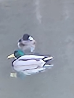 バードウオッチング　1/18　出舞