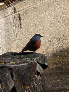 冬の星座　　出舞