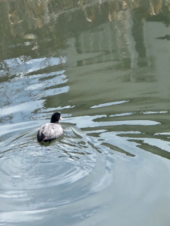 竜田川バードウォッチング　　出舞