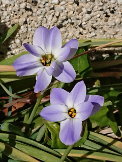 ハナニラが咲いてきました　暇～人