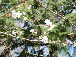 近所をぶらり散歩してきました。　暇～人