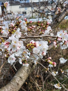 春　真っ盛り　　　出舞