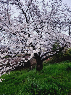 竜田川のサクラ満開　　　出舞