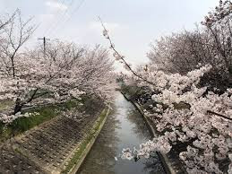 竜田川のサクラ　　出舞