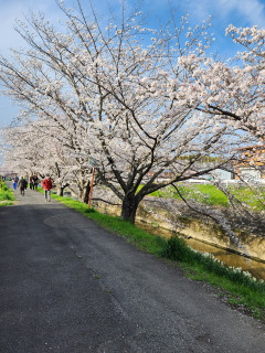 竜田川花だより