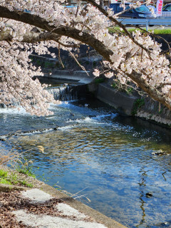 竜田川のサクラ　　出舞