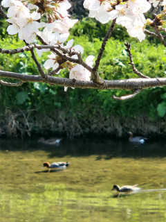 サクラとバードウオッチング　出舞