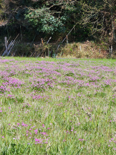 レンゲ畑　　　出舞