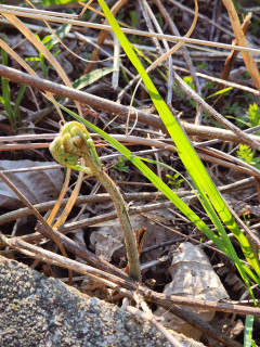 わらび　発見　　出舞