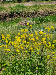 菜の花と蝶々　　　出舞