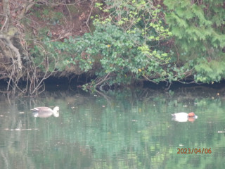 ホシハジロ観察記　　　出舞