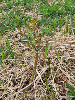 山歩き　　　出舞