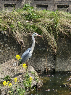春らんまん　　　　出舞