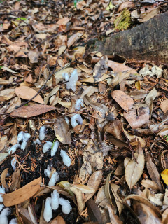 生駒神社参拝　　　出舞