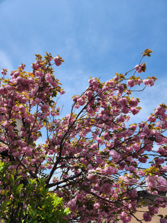 竜田川ぶらり歩き　