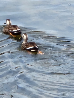 暑かった　　竜田川ぶらり　　出舞