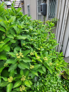 ブラリ歩き　　　出舞