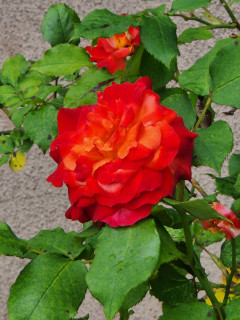 雨あがりました。出舞