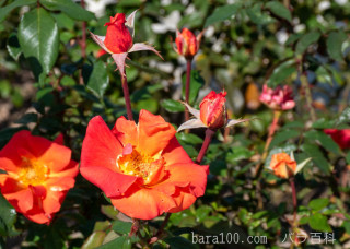 中之島バラ園の思い出