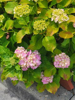 アジサイ開花　　　出舞