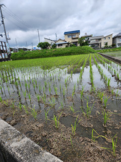 田植えと紫陽花