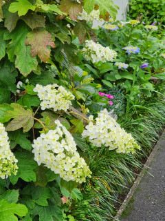 梅雨入り本番　　出舞