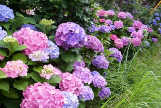 梅雨と紫陽花と「あまちゃん」　　出舞