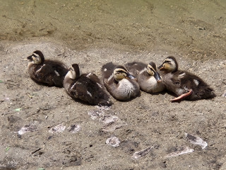 お疲れ様でした　　　出舞
