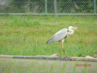 アオサギ飛来　　　出舞