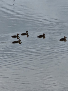 竜田川ぶらり歩き