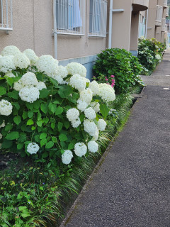 アジサイ＆アガパンサス　　出舞