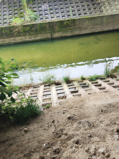 竜田川が緑色に変色　　　出舞