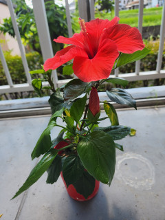 ハイビスカス