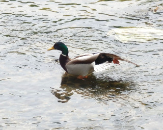 竜田川バードウォッチング　　出舞